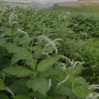 Persicaria orientalis (L.) Spach